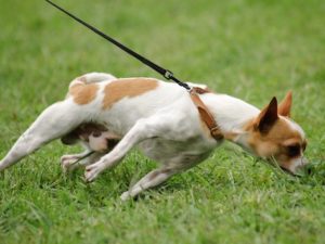 Dog Training and Behavioral Modification In Gainesville
